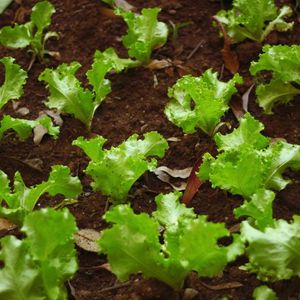 Harvest Garden Salad
